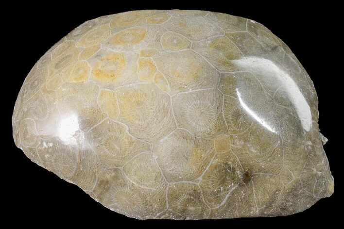 Polished Fossil Coral (Actinocyathus) Head - Morocco #159282